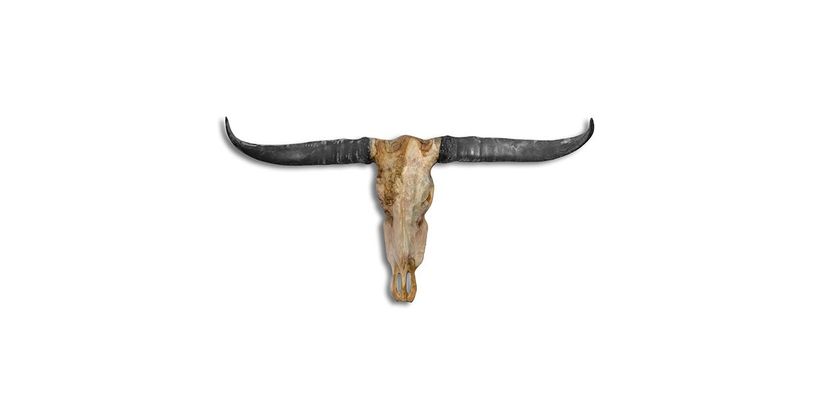Stierenhoofd Bull Skull