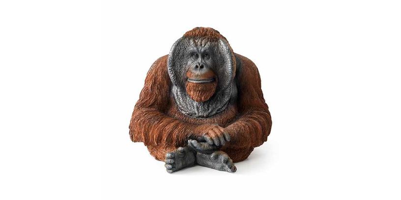 Orang Oetan