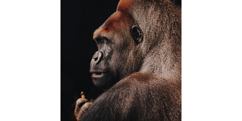 Wandkraft Wanddeco Wildlife