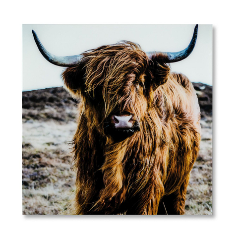 Feelings Wanddecoratie Schotse Hooglander