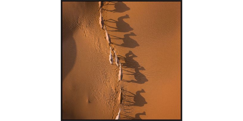 Mondiart Schilderij Camel Race